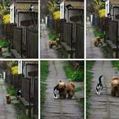 H πιο τέλεια φιλία γάτας και σκύλου