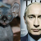 14 γάτες που μοιάζουν με τον Πούτιν