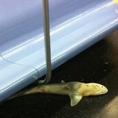 Να πως βρέθηκε ο καρχαρίας στο μετρό της Νέας Υόρκης!