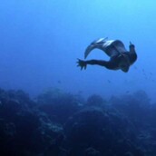 Το νέο ντοκιμαντέρ του Animal Planet προσπαθεί να μας πείσει ότι υπάρχουν γοργόνες