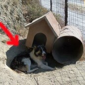 Η πρώτη σύλληψη βοσκού για κακοποίηση σκύλου στη Σκύρο!