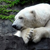 Πέντε λόγοι που θα μας λείψει ο Gus, η "διπολική" πολική αρκούδα