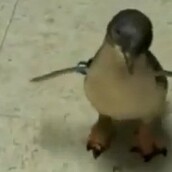 Ένα μωρό πιγκουίνος γαργαλιέται