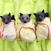 Απίθανα χαριτωμένες νυχτερίδες!