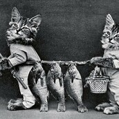 Το πρώτο γατίσιο meme στην ιστορία