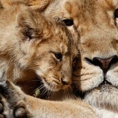 Δεν θα πιστεύεις πώς εξελίχθηκε το κυνήγι ενός μικρού γκνου από μια λέαινα 