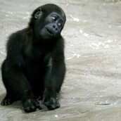 28 μοναδικές φωτογραφίες από μικρά αλλά και μεγάλα ζώα