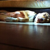 Βρήκαμε στο Κολωνάκι ένα αδέσποτο σκυλάκι χτυπημένο