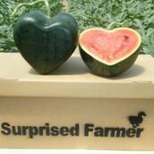 Η Ιαπωνία έχει κι άλλα πρωτότυπα σχήματα καρπουζιών 