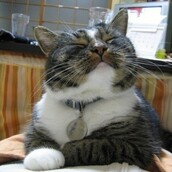 12 γάτες που μοιάζουν με τον Βούδα