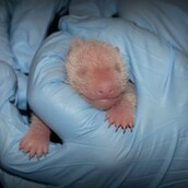 Γιγάντιο πάντα γέννησε στον εθνικό κήπο Smithsonian