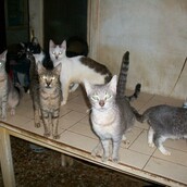 Γλυκά γατάκια αναζητούν ένα φιλόξενο σπιτικό 