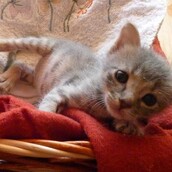 Πέτρος, Παύλος και Σύλβια ♥