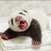 Μωρό πάντα συναντάει τη μαμά του για πρώτη φορά