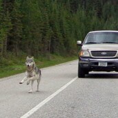Λύκος κυνήγησε μoτοποδήλατο για σχεδόν ένα χιλιόμετρο!