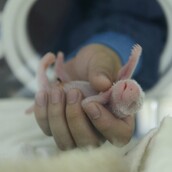 Γέννηση δίδυμων Πάντα στην Κίνα