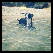 #LIFOPETS (4): Αυτά είναι τα κατοικίδιά μας