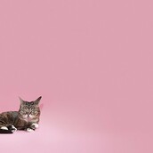 "Lil Bud: Λιλιπούτειο γατάκι - Μεγαλειώδες πνεύμα"