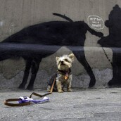 Ο Μπάνκσι και οι σκύλοι