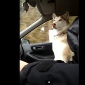 Το πιο γλυκό πράγμα που μπορεί να κάνει ένας σκύλος