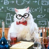 Η επιστήμη πίσω από τις χαριτωμένες γατίσιες φωτογραφίες