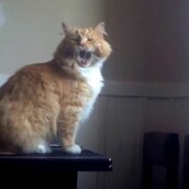 Βαρύτητα εναντίον γάτας!