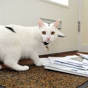 "Γάτα έχεις γράμμα!"