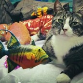 Το καλύτερο video clip με γάτες που έγινε ποτέ.