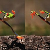 Η αλήθεια πίσω από τις διάσημες φωτογραφίες με τους βάτραχους.