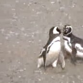 Μακριά από τη γυναίκα μου!