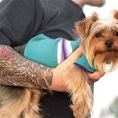 Τα σκυλιά μάς κάνουν πιο υγιείς