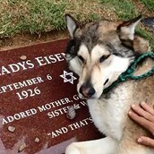 Σκύλος κλαίει στον τάφο της αφεντικίνας του