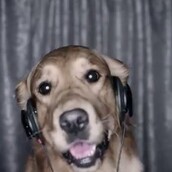 Τα σκυλιά τραγουδάνε για τον καρκίνο 