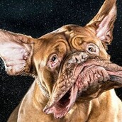 Νερό, τρίχες και σάλια σε αργή κίνηση!