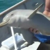 Υπέροχη διάσωση μικρού δελφινιού [ΒΙΝΤΕΟ] 