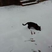 Η γάτα που είδε για πρώτη φορά χιόνι