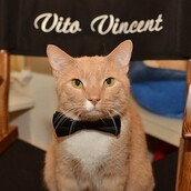 Ο γάτος που έκλεψε την παράσταση στο Broadway