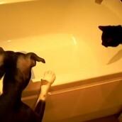 Βίντεο: H μπανιέρα που ξεκίνησε το μίσος της γάτας για το σκύλο