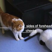 Διαβάστε τη γλώσσα σώματος της γάτας σας