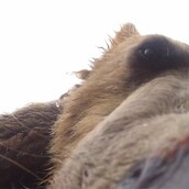 Bίντεο: Πώς είναι να σε τρώει αρκούδα;