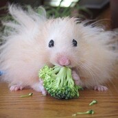 Πόσο τέλεια είναι τα hamsters όταν τρώνε!