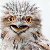 7 βραβευμένες εικόνες ζώων του Australian Geographic