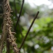 Δεν είναι πλάκα, οι κάμπιες χορεύουν!