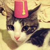 15 γάτες με μικροσκοπικά καπέλα