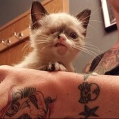 Ο μονόφθαλμος γάτος και η μονόφθαλμη σκυλίτσα που κλέβουν καρδιές