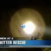 Η απίστευτη διάσωση ενός μικρού γατιού