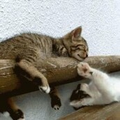 11 λόγοι που οι γάτες είναι τα καλύτερα ξυπνητήρια