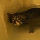 Το υποβρύχιο νιαούρισμα! 