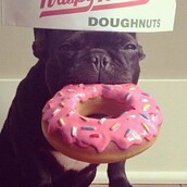 13 γαλλικά μπουλντόγκ που πρέπει οπωσδήποτε να ακολουθήσετε στο Instagram