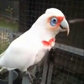 Ο πιο ευτυχισμένος παπαγάλος του κόσμου